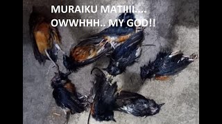 Download lagu THE SAD STORY# KISAH SEDIH DIBALIK LIKA-LIKU BETERNAK MURAI BATU mp3