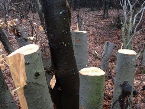 Незаконна сеч