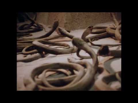 Indiana Jones Bonus Content #5 - The Creepy Crawlies