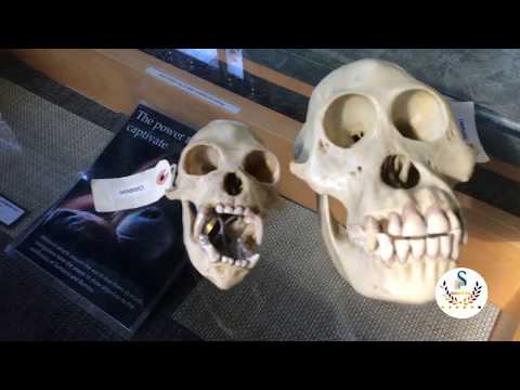 Bats | Boleyn's Pythons | 82 Years old Turtle | 30 Ft Snake Shed | Chimpanzee skull |Chimpanzee Palm