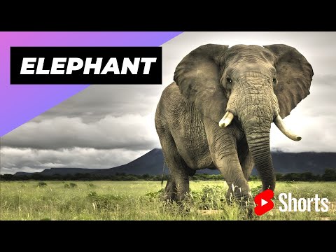 Elephant 🐘 One Of The Most Intelligent Animals In The World #shorts #elephant #intelligent animal