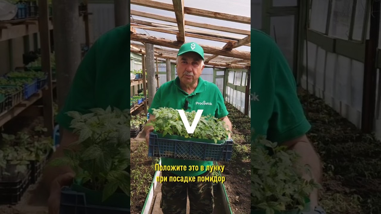 Положите это в лунку при посадке томатов и они быстро начнут плодоносить!