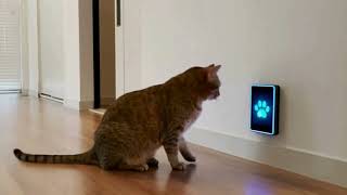 Cat Opens Door Using Sensor 🚪🐱 | Funniest Smart Pet Moment Ever! 🤖