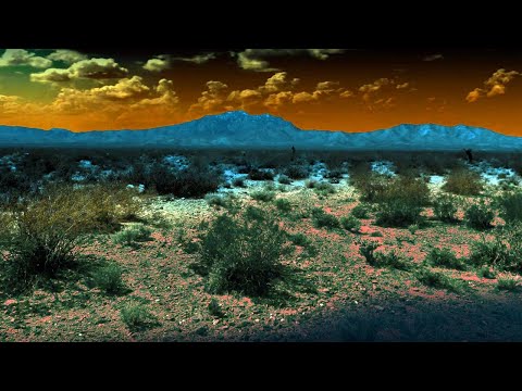 Thumbnail for video: Creosote Bush