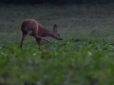 Rehkitze mit Mutter beim Äsen // Abenddämmerung Östringen // 9.2017