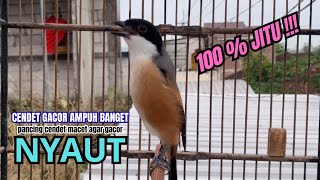 Download lagu cendet gacor HANDAL FULL MATERI untuk PANCINGAN CENDET AGAR BUNYI bikin BURUNG PENTET GACOR NYAUT mp3 Download lagu cendet gacor HANDAL FULL MATERI untuk PANCINGAN CENDET AGAR BUNYI bikin BURUNG PENTET GACOR NYAUT mp3