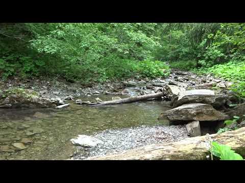 Cheile Tisitei, Lepsa, Vrancea (07.06.2020)