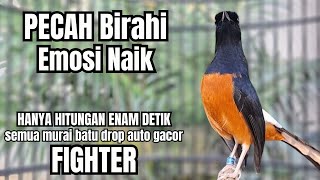 Download lagu Murai batu GACOR TEMBAKAN MEWAH cocok untuk PANCINGAN agar bunyi JADIKAN burung murai gacor EMOSI mp3