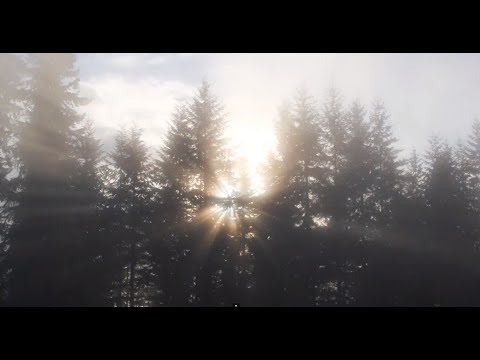 Video thumbnail for Dog