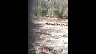 preview picture of video 'South Carolina hog hunt at Moreespreserve.com in Society Hill South Carolina'