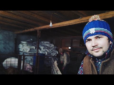 PREZENTARE FERMA MILITARU FERMIERUL ADRIAN PARTEA A DOUA