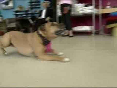 Disco doggies dig dancing