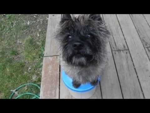 Amazing Talking Cairn Terrier