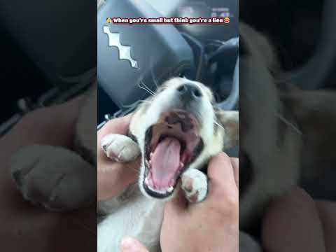 🐾 The tiniest tough guy on the block 🤣 #puppylove #doggo #funnydog #adorable