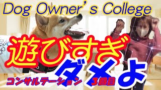 【柴犬パピー何とかして！】ビヘイビアリストによるコンサルテーション３回目　犬のしつけの決定版