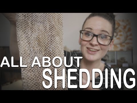 YouTube video about: How often do corn snakes shed?