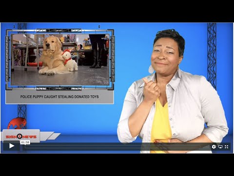 Police puppy caught stealing donated toys (ASL - 12.23.19)