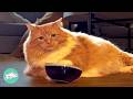 Two Cats Rock Bowls And Fly High To Get Treats | Cuddle Buddies