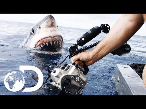 35ft Great White Shark Lurking in 'The Kill Zone' | Super Predator