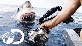 35ft Great White Shark Lurking in 