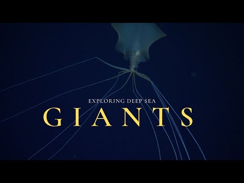 Why Are Some Deep Sea Creatures So HUGE?