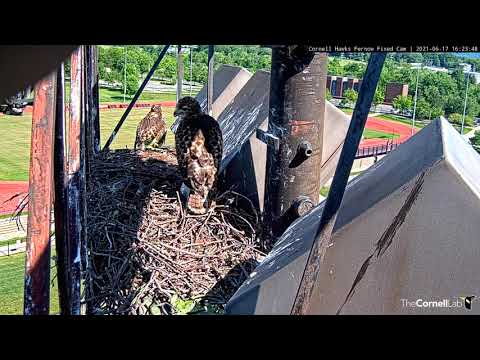 Red-tailed Hawk Chicks Gets Antsy In Prep For Fledging – June 17, 2021