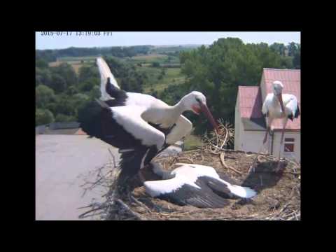 atak na Pietrusia 17 VII 2015