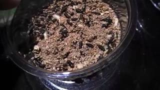 Praying Mantis Feeders (Blue Bottle Fly Care)