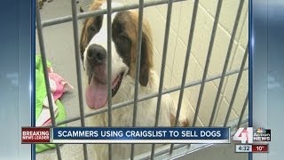 Scammers using Craigslist to sell dogs