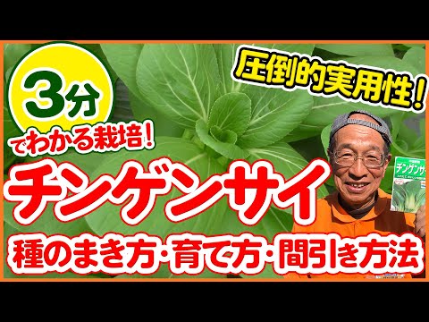 チンゲンサイ 植物