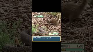 Download lagu Snake and a Squirrel fighting a Pokemon Battle! #pokemon #pokemonmeme #pokemonbattle #irlpokemon mp3 Download lagu Snake and a Squirrel fighting a Pokemon Battle! #pokemon #pokemonmeme #pokemonbattle #irlpokemon mp3