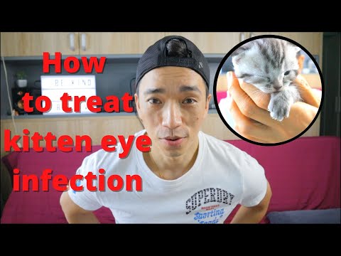 How to treat cat eye infection | Kitten eye infection