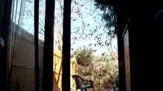 Starlings in my backyard in Douglaston, NY