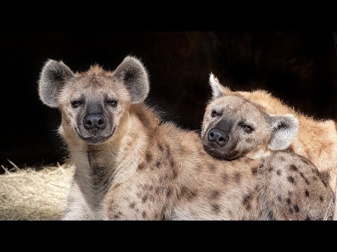 Spotted Hyenas Documentary | Wild Planet