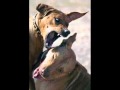 Disrupt  - Dog eat Dog