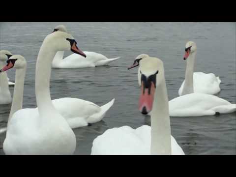 18.01.2019.ХАЕС. Лебеді і екологія