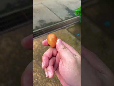 園芸 トマトの種を収穫する