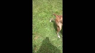 Video preview image #1 Mutt Puppy For Sale in Shelburne, VT, USA