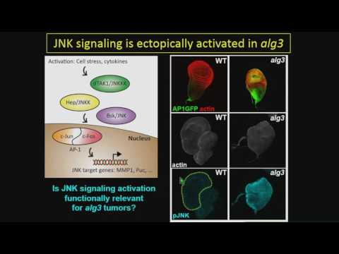 G de Vreede: Drosophila tumor suppressor Tid/Alg3 controls TNFR/JNK signaling through glycosylation.