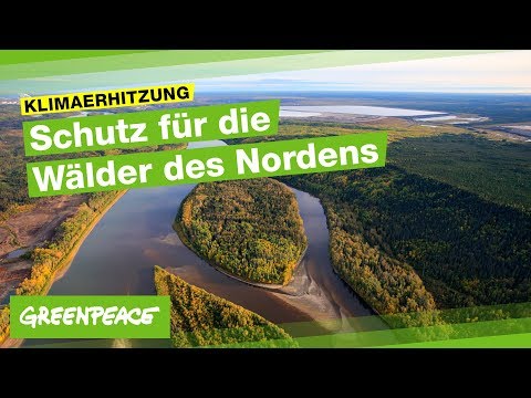 Die Großen Wälder des Nordens brauchen Schutz!