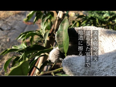 園芸 すす状のカビ、黒くてベタベタした葉