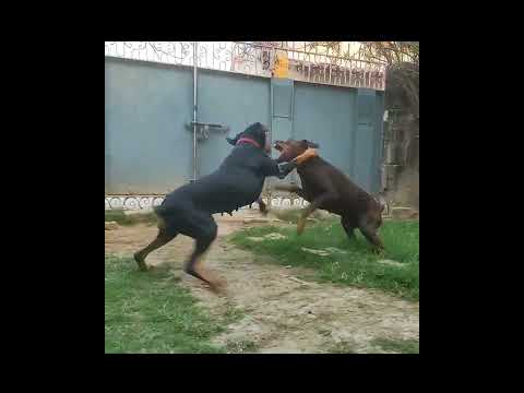 💥 Doberman attack Doberman | dog fight | 😤💥 | wife vs husband #shots  #dog #dogfight #doberman 🆚