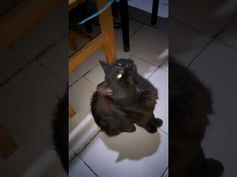 Loki la pantera negra 🐈