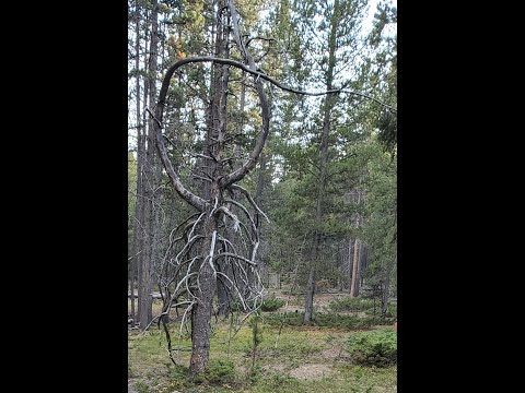 Something is in the Woods-  Full Directors Cut