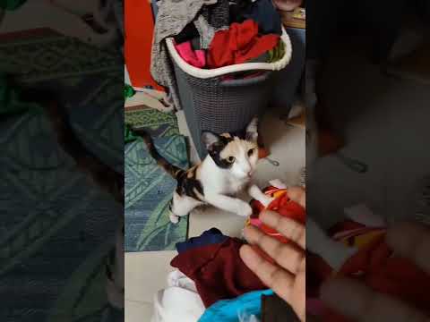 #ridafirdose #rida #cat #catlover #cat #chiru