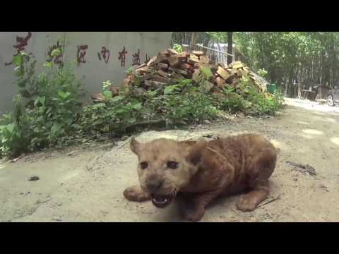 Bear Cubs, Lions Hit, Chained, Deprived in the Chinese Circus Industry | PETA India