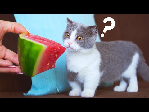 Will Cats Eat Giant Watermelon? - YouTube