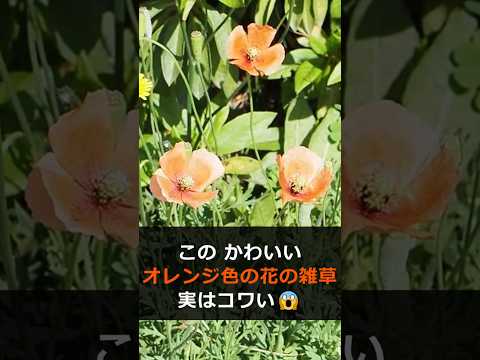 園芸 オレンジ色の燭台月見草、Bulley 月見草