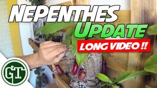 Nepenthes Update | Carnivoria.eu plants, Winter is Comming!! - Nep Vlog 4