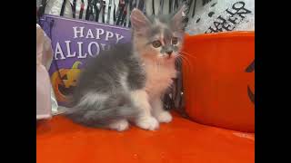 サイベリアンの動画01